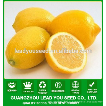 JLM01 Kingdeli sementes de frutas em sementes de limoeiro, sementes de limão